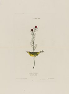 Selbys Fly Catcher, fra Birds of America, gravert av Robert Havell (1793-1878)