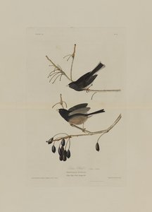 Snow Bird, fra Birds of America, gravert av Robert Havell (1793-1878)