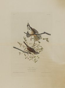 Song Sparrow, fra Birds of America, gravert av Robert Havell (1793-1878)