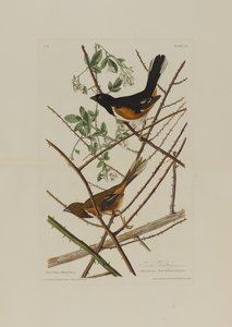 The Towhe Bunting, fra Birds of America, gravert av Robert Havell (1793-1878) av John James after Audubon