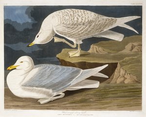 White-Winged Silvery Gull, gravert av Robert Havell, Jr. (1793-1878), 1835 (håndfarget gravering)