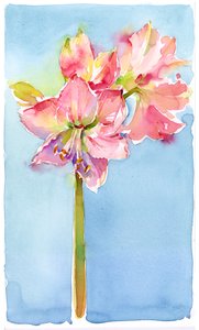 Amaryllis med aqua bakgrunn, 2015, (akvarell) av John Keeling