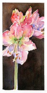 Amaryllis med brun bakgrunn, 2015, (akvarell) av John Keeling