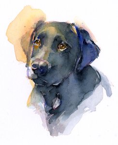 Black Lab, 2017, (akvarell)