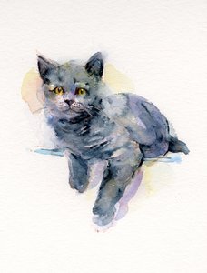 Grå kattunge, 2017, (akvarell)