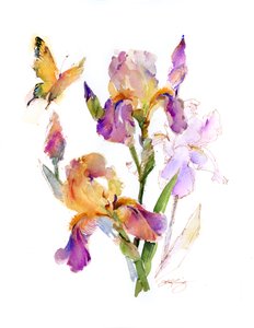 Iris med gul sommerfugl, 2016, (akvarell)