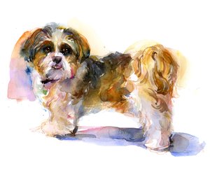 Murphy-portrett, 2016, (akvarell)