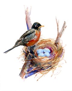 Robin med rede; 2016, (akvarell) av John Keeling