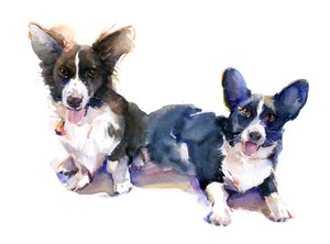 Two Corgis, 2015, (akvarell)