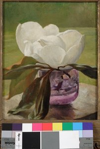 Magnolia blomst