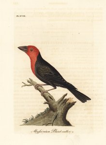 Svartnebbbarbet, Lybius guifsobalito (Abyssinisk plantekutter, Loxia tridactyla). Håndfarget kobberplate tegnet og gravert av John Latham fra hans egen A General History of Birds, Winchester av John Latham
