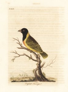 Svarthodet gulkragevever, Ploceus melanocephalus capitalis (Capital tanager, Tanagra capitalis). Håndfarget kobberplate tegnet og gravert av John Latham fra hans egen A General History of Birds, Winchester av John Latham