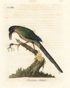 Blåkronet motmot, Momotus momota (brasiliansk motmot, Momotus brasiliensis). Håndfarget kobberplate tegnet og gravert av John Latham fra hans egen A General History of Birds, Winchester