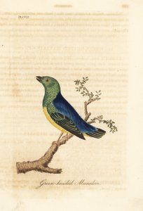 Blånakket chlorophonia, Chlorophonia cyanea (grønnhodet manakin, hjemmehørende i Sør-Amerika). Håndfarget kobberplate tegnet og gravert av John Latham fra hans egen A General History of Birds, Winchester av John Latham