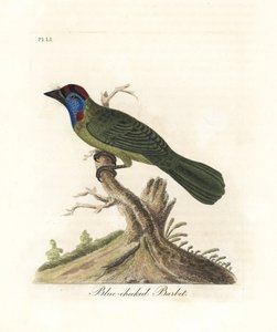 Blåstrupe eller fjellbarbet, Psilopogon asiaticus. (Blåkinn barbet, Trogon asiaticus). Håndfarget kobberplate tegnet og gravert av John Latham fra hans egen A General History of Birds, Winchester av John Latham