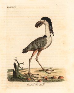 Båtnebbhegre, Cochlearius cochlearius (toppnebb eller kinernebb, Cancroma cochlearia). Håndfarget kobberplate tegnet og gravert av John Latham fra hans egen A General History of Birds, Winchester av John Latham