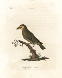 Brunhodet barbet, Megalaima zeylanica? (Buff-faced barbet, Bucco lathami). Fra et eksemplar merket Megalaima lathami i British Museum. Håndfarget kobberplate tegnet og gravert av John Latham fra hans egen A General History of Birds, Winchester av John Latham