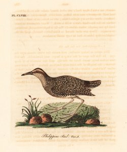 Buff-banded rail, Gallirallus philippensis (filippinsk skinne, Rallus philippensis). Håndfarget kobberplate tegnet og gravert av John Latham fra hans egen A General History of Birds, Winchester av John Latham