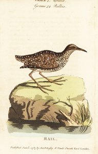 Buff-banded rail, Gallirallus philippensis av John Latham