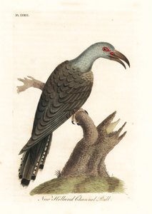 Kanalnebbgjøk, Scythrops novaehollandiae (australasisk kanellnebb, nesehornnebb). Håndfarget kobberplate tegnet og gravert av John Latham fra hans egen A General History of Birds, Winchester