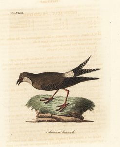Kragepratincole, Glareola pratincola (østerriksk pratincole, Glareola austriaea). Håndfarget kobberplate tegnet og gravert av John Latham fra hans egen A General History of Birds, Winchester av John Latham
