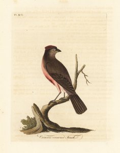 Vanlig rødbarke, Carduelis flammea (Crimson-kronfink, Fringilla flammea). Håndfarget kobberplate tegnet og gravert av John Latham fra hans egen A General History of Birds, Winchester av John Latham