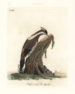 Crimson-crested spett, Campephilus melanoleucos (Buff-crested spett, Picus melanoleucus). Basert på et skinn i Leverian-museet. Håndfarget kobberplate tegnet og gravert av John Latham fra hans egen A General History of Birds, Winchester av John Latham
