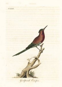 Crimson solfugl, Aethopyga siparaja seheriae (Goulpourah creeper). Håndfarget kobberplate tegnet og gravert av John Latham fra hans egen A General History of Birds, Winchester av John Latham