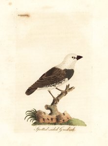Diamantbrannhale, Stagonopleura guttata (flekksidet grosbeak, Fringilla leucocephala). Håndfarget kobberplate tegnet og gravert av John Latham fra hans egen A General History of Birds, Winchester av John Latham