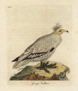 Egyptisk gribb, Neophron percnopterus ginginianus.1824 (gravering) av John Latham