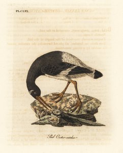 Eurasisk eller fotøsters, Haematopus ostralegus. Håndfarget kobberplate tegnet og gravert av John Latham fra hans egen A General History of Birds, Winchester av John Latham