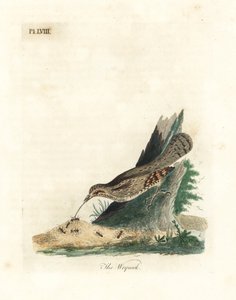 Eurasian wryneck, Jynx torquilla (Junx torquilla). Håndfarget kobberplate tegnet og gravert av John Latham fra hans egen A General History of Birds, Winchester av John Latham