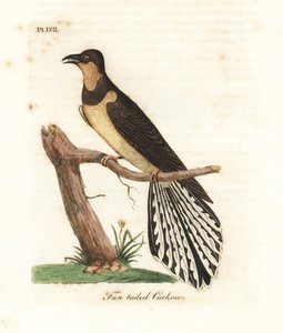 Viftehalegjøk, Cacomantis flabelliformis (Viftehalegjøk, Cuculus flabelliformis). Håndfarget kobberplate tegnet og gravert av John Latham fra hans egen A General History of Birds, Winchester av John Latham