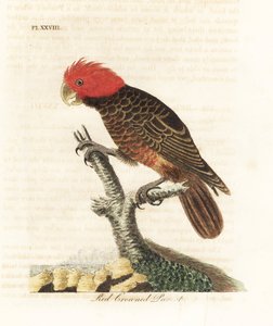 Gjengekakadue, Callocephalon fimbriatum (rødkronet papegøye, Psittacus galeatus). Håndfarget kobberplate tegnet og gravert av John Latham fra hans egen A General History of Birds, Winchester av John Latham