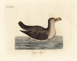 Kjempepetrel, Macronectes giganteus (som Precellaria gigantea, feil for Procellaria gigantea). Håndfarget kobberplate tegnet og gravert av John Latham fra hans egen A General History of Birds, Winchester av John Latham