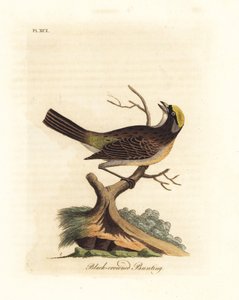 Gullkronet spurv, Zonotrichia atricapilla (Sort-kronet spurv, Emberiza atricapilla). Håndfarget kobberplate tegnet og gravert av John Latham fra hans egen A General History of Birds, Winchester av John Latham