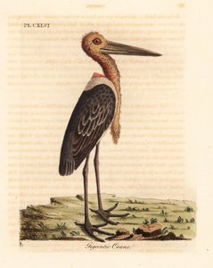 Større adjutant, Leptoptilos tvilsom. Truet. (Gigantisk kran, Ardea argala.) Håndfarget kobberplate tegnet og gravert av John Latham fra hans egen A General History of Birds, Winchester