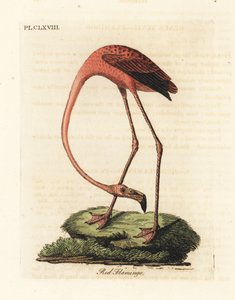 Større flamingo, Phoenicopterus roseus, eller amerikansk flamingo, Phoenicopterus ruber (rød flamingo, Phaenicopterus ruber). Håndfarget kobberplate tegnet og gravert av John Latham fra hans egen A General History of Birds, Winchester av John Latham