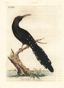 Grønn trebøyle, Phoeniculus purpureus (Rødnebbpromerops, Upupa erythrorynchos). Håndfarget kobberplate tegnet og gravert av John Latham fra hans egen A General History of Birds, Winchester