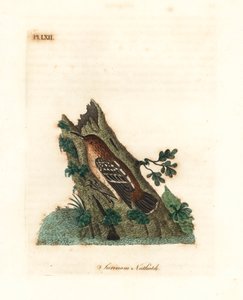 Guianan gatemyrtre, Myrmotherula surinamensis. Sårbar. (Surinam nuthatch, Sitta surinamensis.) Håndfarget kobberplate tegnet og gravert av John Latham fra hans egen A General History of Birds, Winchester av John Latham