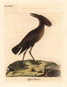 Hamerkop, Scopus umbretta (Tuftet umbre). Håndfarget kobberplate tegnet og gravert av John Latham fra hans egen A General History of Birds, Winchester av John Latham