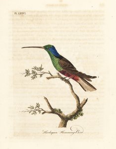 Harlekin kolibri, Trochilus flerfarget. Fabrisert eksemplar i British Museum. Håndfarget kobberplate tegnet og gravert av John Latham fra hans egen A General History of Birds, Winchester av John Latham