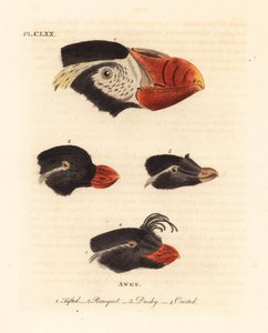 Hoder av tuftet lunde, Fratercula cirrhata 1, parakitt auklet, Aethia psittacula 2, og crested auklet, Aethia cristatella 3,4. (Tufet awk, Alca cirrhata 1, Parrot awk, Alca psittacula 2, Dusky awk, Alca tetracula 3 og Crested awk, Alca cristatella av John Latham