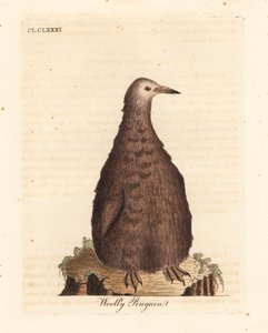 Kongepingvin, Aptenodytes patagonicus, ung (Ullpingvin). Håndfarget kobberplate tegnet og gravert av John Latham fra hans egen A General History of Birds, Winchester