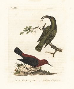 Mindre akialoa, Hemignathus obscurus (utdødd) og kardinalmyzomela, Myzomela cardinalis. (Kroknebbet grønn honning-eter, Certhia obscura, hjemmehørende på Hawaii, og kardinal honning-eter, Certhia cardinalis, hjemmehørende i Tanna, Vanuatu.) Håndfarget kobb av John Latham