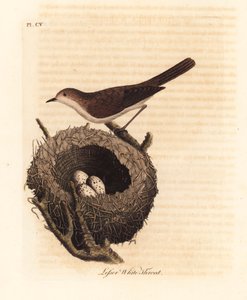 Mindre hvitstrupe, Sylvia curruca, med reir og egg. (Lesser white-throat warbler, Sylvia sylviella.) Håndfarget kobberplate tegnet og gravert av John Latham fra hans egen A General History of Birds, Winchester av John Latham