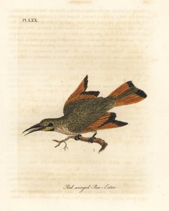 Liten bieter, Merops pusillus (Rødvinget bieter, Merops erythropterus). Afrika. Håndfarget kobberplate tegnet og gravert av John Latham fra hans egen A General History of Birds, Winchester av John Latham