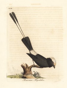 Langhaletyrann, Colonia colonus (peruansk fluesnapper, Le Colon). Håndfarget kobberplate tegnet og gravert av John Latham fra hans egen A General History of Birds, Winchester av John Latham