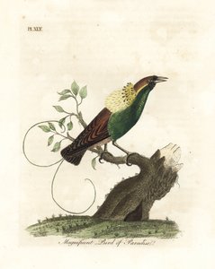 Storslått paradisfugl, Diphyllodes magnificus (Paradisea magnifica). Håndfarget kobberplate tegnet og gravert av John Latham fra hans egen A General History of Birds, Winchester av John Latham