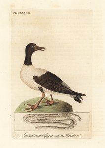 Magpie gås, Anseranas semipalmata, og anatomiske detaljer av luftrøret. (Semipalmated and, Anas semipalmatus.) Håndfarget kobberplate tegnet og gravert av John Latham fra hans egen A General History of Birds, Winchester av John Latham